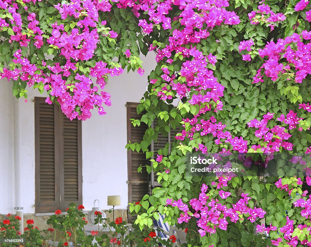 bougainvillea purple bougainvillea growing over a white wall with wooden shutters with red geraniums in the forground Bougainvillea Stock Photo