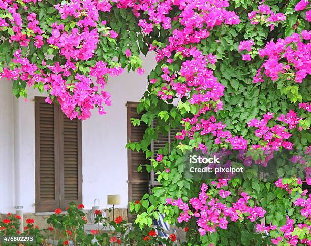 Bougainvillea Stock Photo - Download Image Now - Bougainvillea, Cultivated, Flower