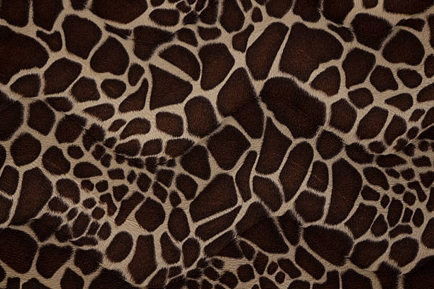 istock Texture of giraffe skin 476802601