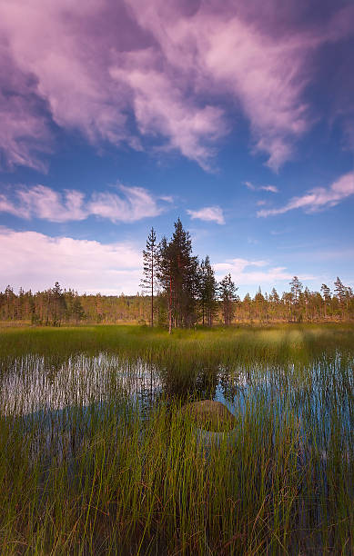 istock Small pond in beautiful untouched swedish nature 476803165
