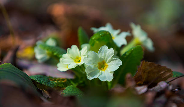 istock Wild primrose flowers in the mountains 476804069