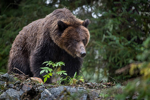 istock Grizzly Bear, Mussel Inlet, BC 476805347