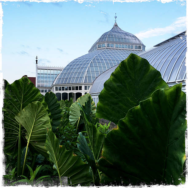 Lush greenhouse with tropical plants and blooming yellow daffodils in sunlight