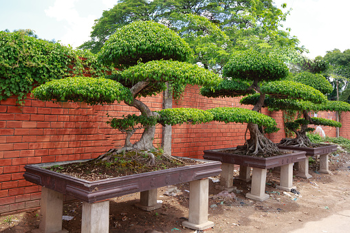 Ho Chi Minh City, Vietnam - May 30, 2015: bonsai pots thoroughly taken care to prepare the company for sale to houses and villas. In Vietnam the players bonsai who is wealthy