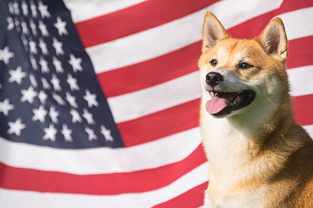アメリカ犬 - dog patriotism flag politics ストックフォトと画像