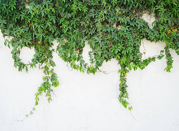 istock ivy leaves isolated on a white background 476806546