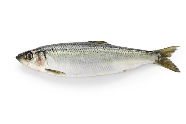 herring stock photo