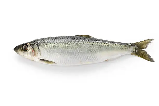 herring isolated on white background