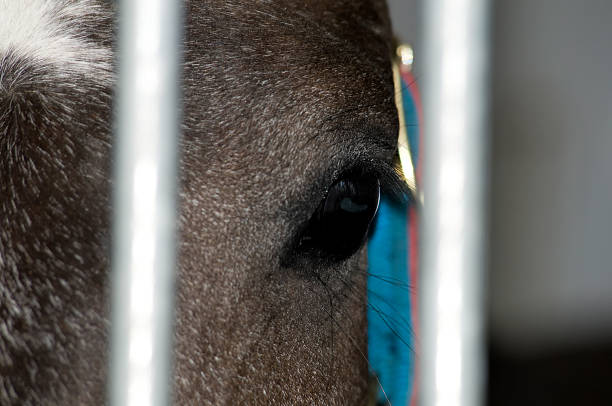 istock Horse eye behind a cage 476812484