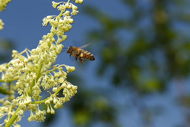 istock Flying Bee Pollinating of Flower on Blue Sky 476812794