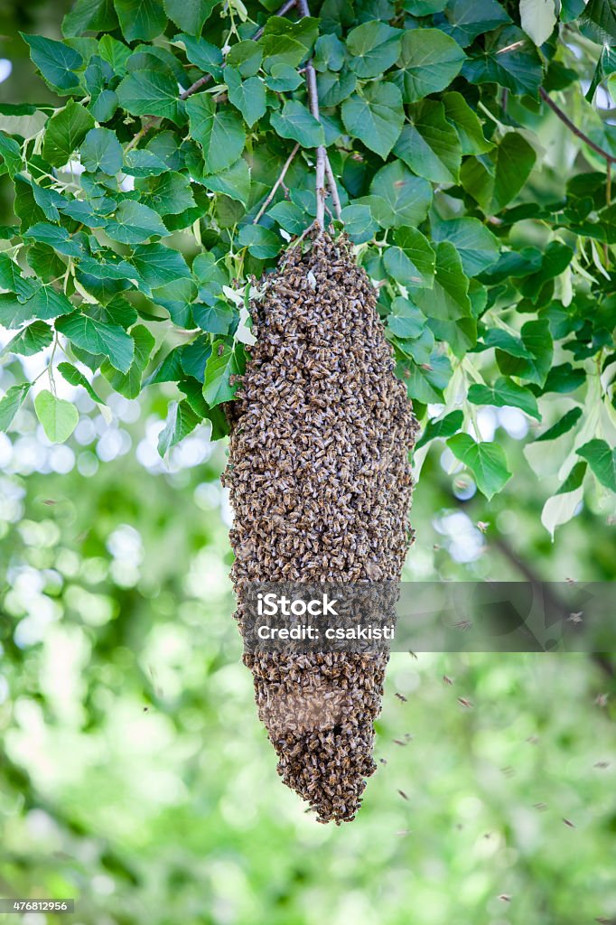 swarm of bees A swarm of bees on a tree 2015 Stock Photo