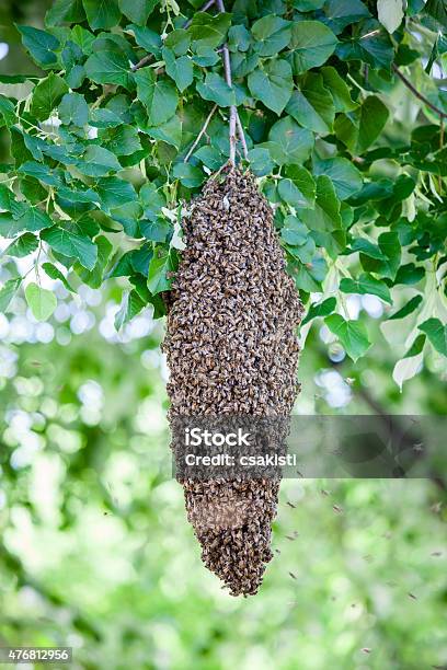 Swarm Of Bees Stock Photo - Download Image Now - 2015, Animal, Animal Family