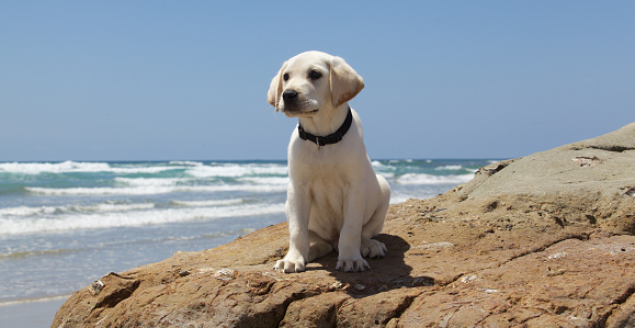 A cute white labrador retriever puppy is at the beach sitting on a rock.  You can see the ocean and water in the background.  The photo was taken at Dog Beach in Del Mar, California.