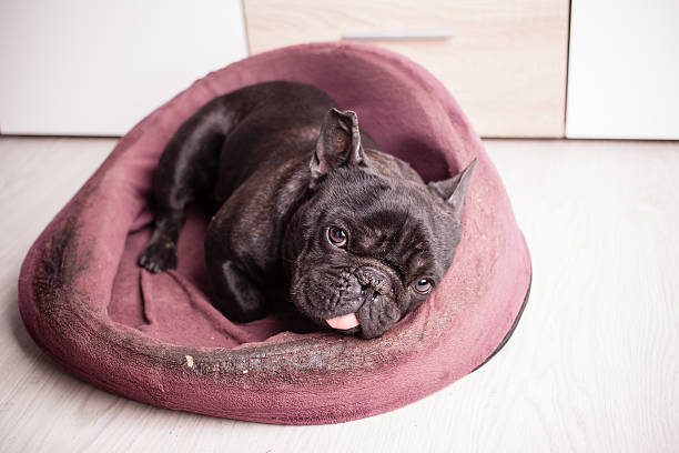 istock tired french bulldog 476813904