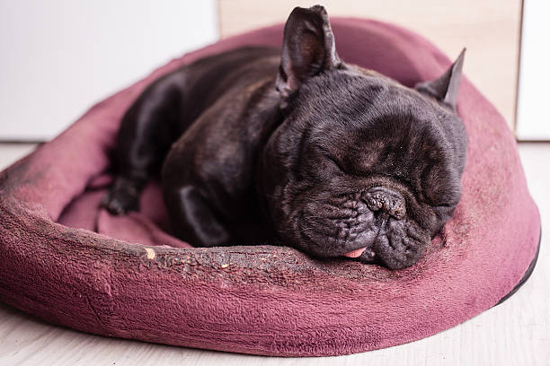 istock tired french bulldog 476813906