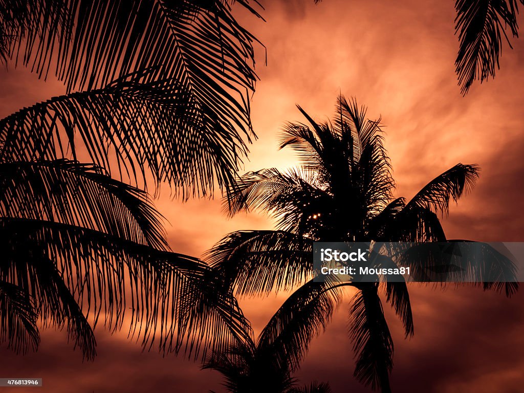 Palm trees silhouette 2015 Stock Photo