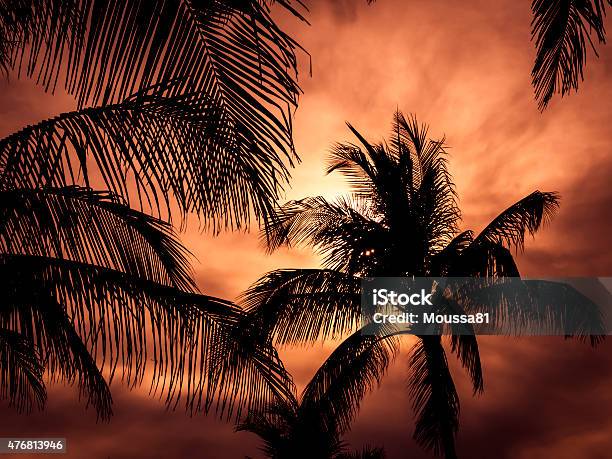 Palm Trees Silhouette Stock Photo - Download Image Now - 2015, Beach, Beauty