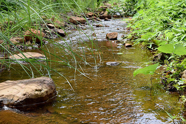 istock River stream in a forest. Beautiful summer landscape. 476814134