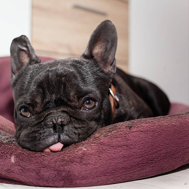 istock tired french bulldog 476814236