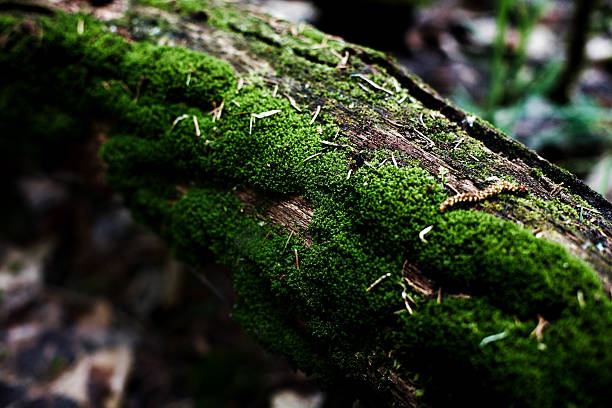 istock Beautiful wooden surfaces 476814342