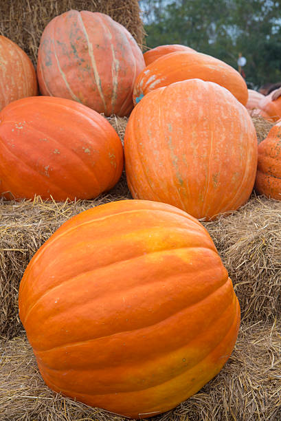 istock Autumnal pumpkins, harvest 476814400