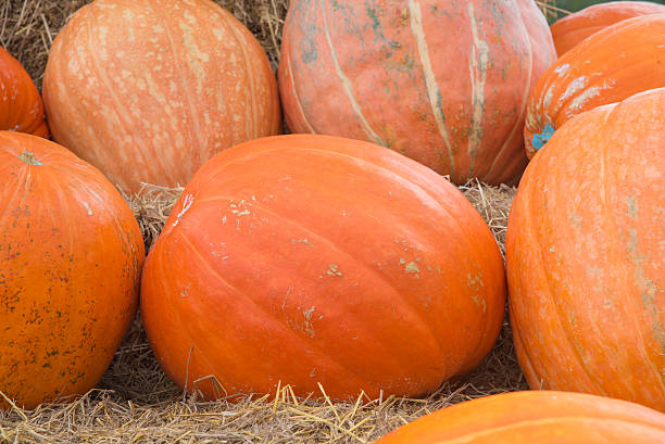 istock Autumnal pumpkins, harvest 476814402