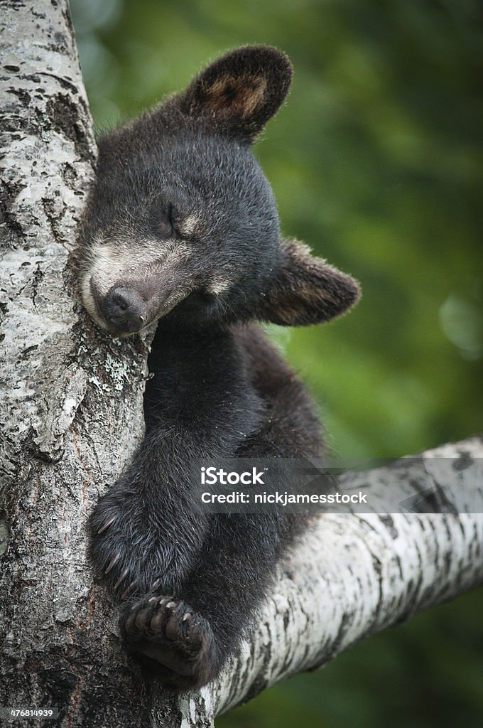 Black bear cub dormir dans un arbre - Photo de Ourson libre de droits
