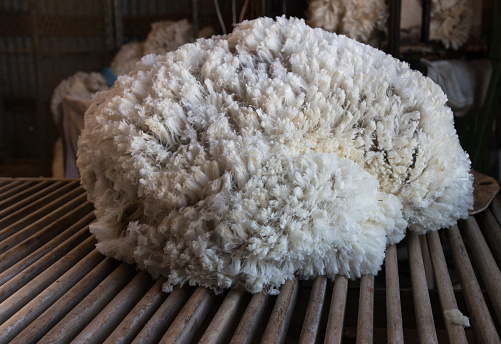 Fleece of wool on wool classing table