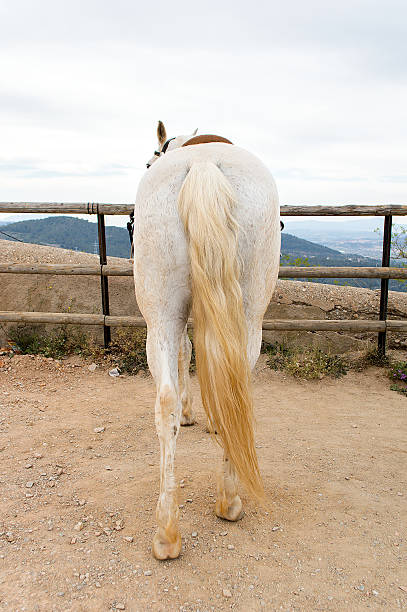 back of horses tied on wooden rail in trail horse mountain with city landscape on the background