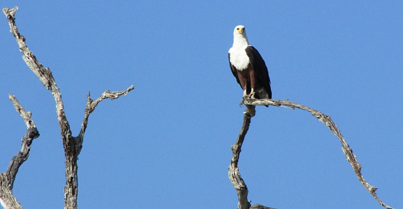 Bald Eagle (Weißkopfseeadler) in Selous Game Reserve on Lake Manze in Tanzania