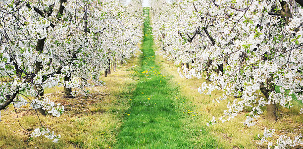 녹색 골목 있는 orchard - single flower flower spring apple tree 뉴스 사진 이미지