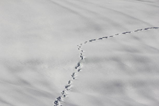 istock To leave one's marks, Track in Snow, Footprints, Winter Scenery 476817517