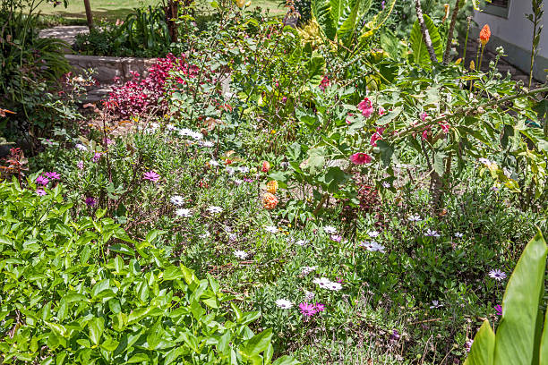 istock Flowers blooming in lush flowerbed 476817676