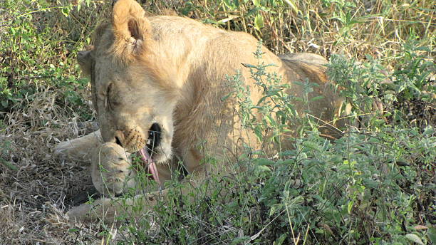 istock Lion in Selous Game Reserve / Tanzania 476819926