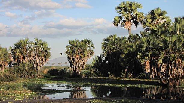 istock Lake Manze in Tanzania 476820018
