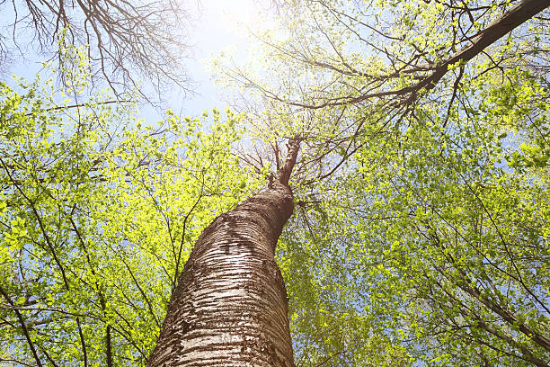 istock Tops of trees against the blue sky as a background. 476820090