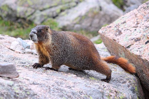 istock Yellow-bellied marmot 476820289