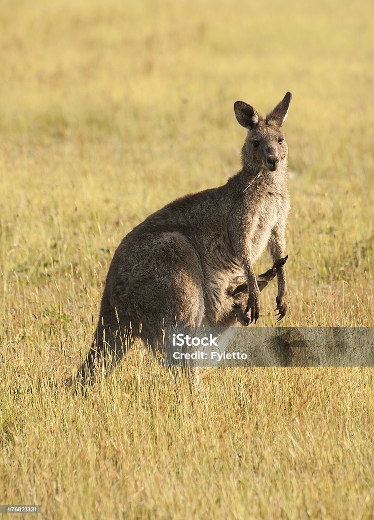 Kangaroo - Lizenzfrei Australien Stock-Foto