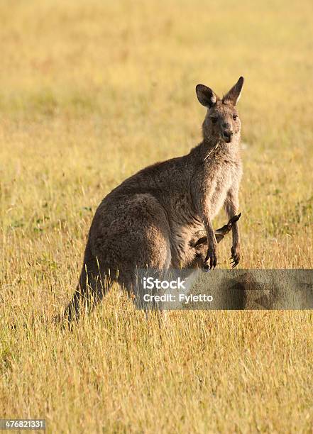 Foto de Kangaroo e mais fotos de stock de Animal - Animal, Austrália, Bolsa - Parte do corpo animal