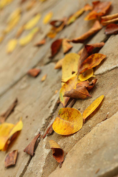 istock leaves on a background of cement. 476822306