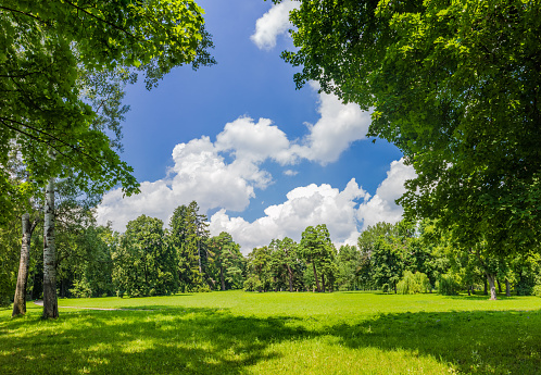 Large clearing in the park among the conifers and deciduous trees on the background of the sky with clouds