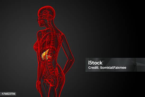 3d Render Medical Illustration Of The Stomach Stock Photo - Download Image Now - 2015, Abdomen, Anatomy
