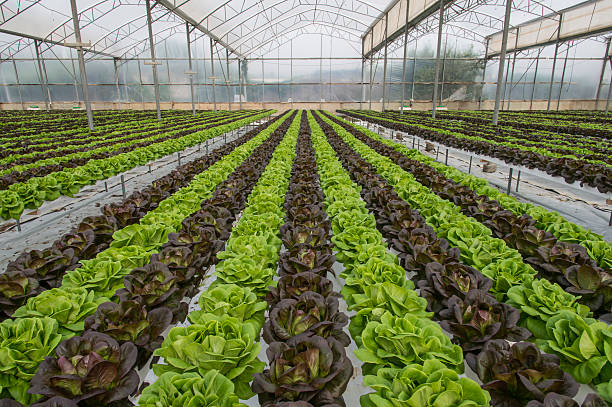 istock Lettuce crops in greenhouse 476823770