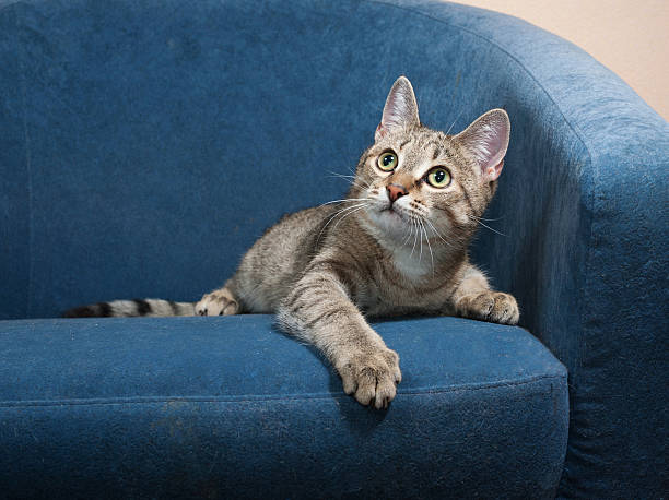 istock Striped cat lies on chair 476824594