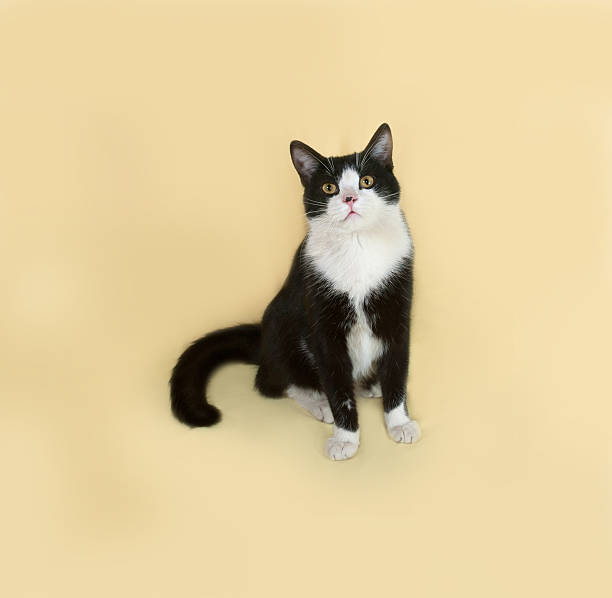 istock Black and white cat sitting on yellow 476824598