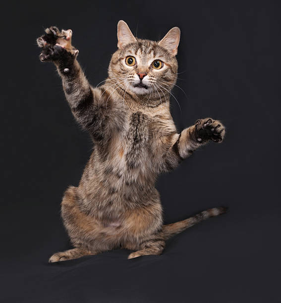 istock Tricolor striped cat playing on dark gray 476824614