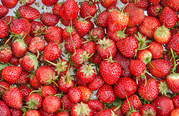 Fresh strawberry in garden stock photo