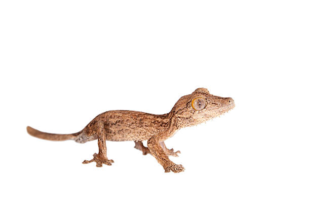 istock Leaf-toed gecko, unknow uroplatus, on white 476824726