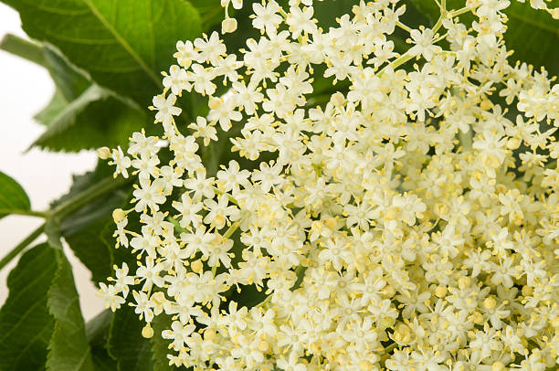 istock Flower buds and flowers 476824804