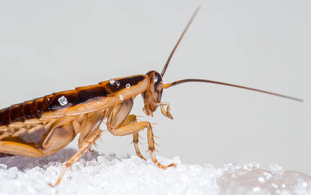 niemiecki cockroach (blattella germanica) - germanica zdjęcia i obrazy z banku zdjęć